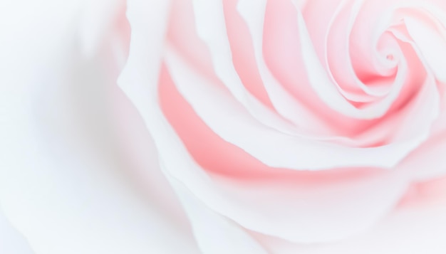 Soft focus abstract floral background pink rose flower Macro flowers backdrop for holiday design