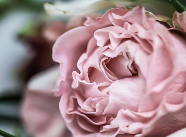 Soft focus abstract floral background pink rose flower Macro flowers backdrop for holiday design