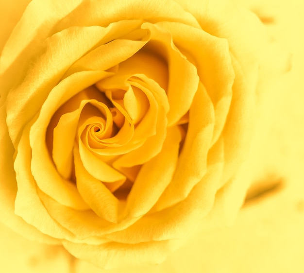 Soft focus abstract floral background yellow rose flower macro flowers backdrop for holiday brand