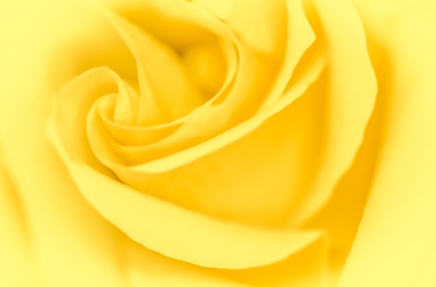 Soft focus abstract floral background yellow rose flower macro flowers backdrop