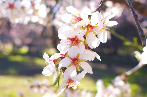  Soft Focus of almond flower background.