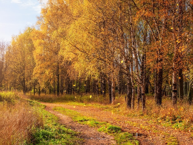 Soft focus. Autumn leaf fall. A path in a sunny autumn park with falling leaves. Country road through a maple and birch forest.