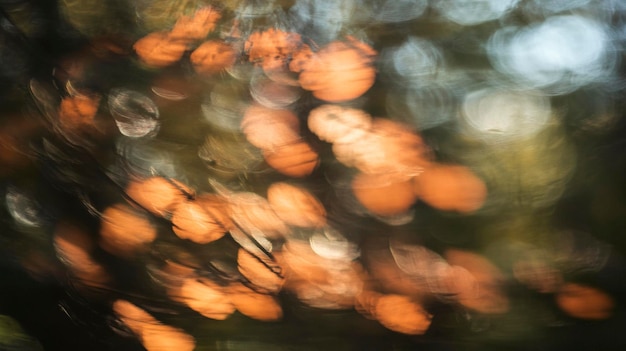 Photo soft focus autumn leaves with warm light