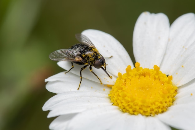 Soft focus of a bee fly gathering nectar and pollen from a daisy flower