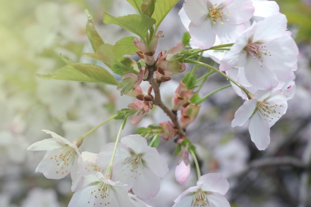 Soft focus on a blossoming cherry branch in a park or garden in spring