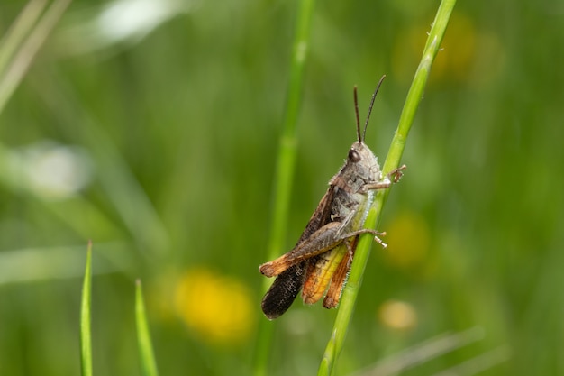 Soft focus of a brown grasshopper on a ste at a garden