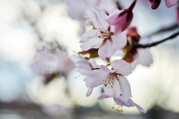 Soft focus cherry blossom or sakura flower close up macro