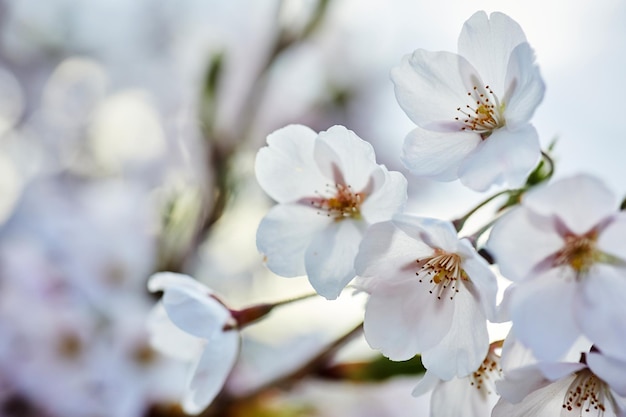 Soft focus cherry blossom or sakura flower close up macro