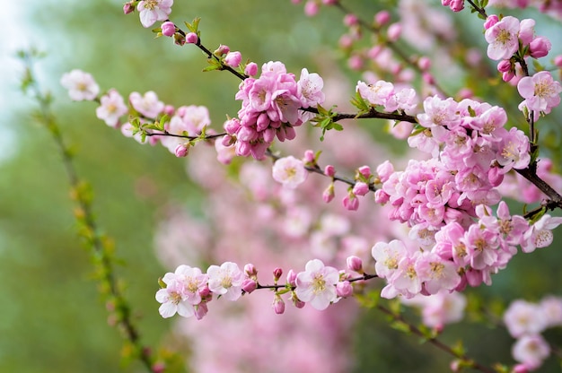 Soft focus. Cherry blossom or sakura flower on green nature. Close-up.