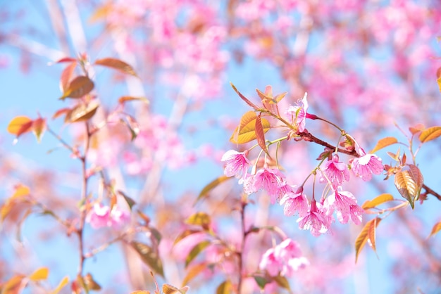 Soft focus Cherry blossoms Pink flowers background