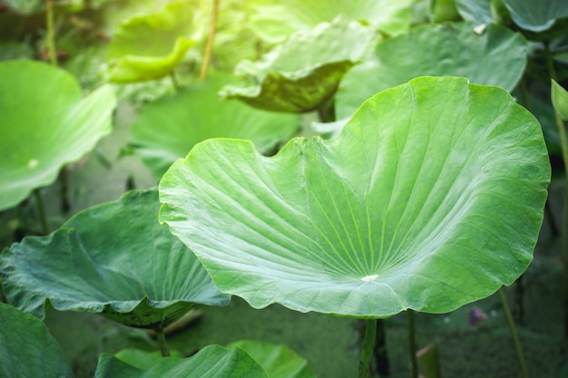 Soft focus and close up Beautiful leaf