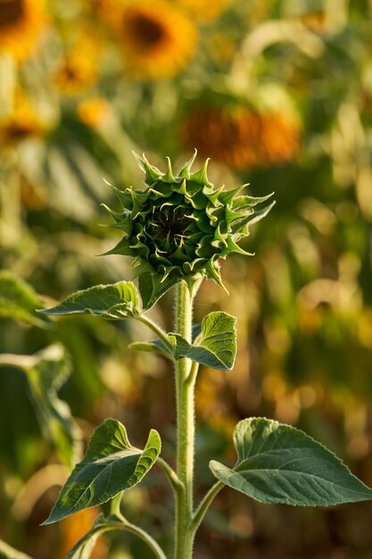 Soft focus on closed sunflower bud growing in green meadow against blooming flowers on sunny summer day in countryside