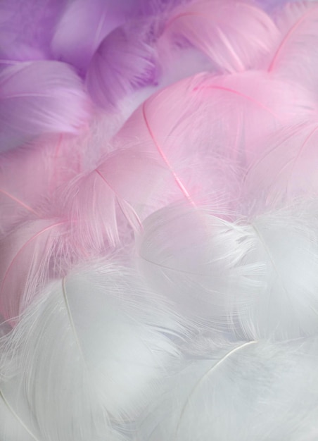 Soft focus Colorful fluffy feathers in pastel shades Message to angel Bunch of delicate soft feather