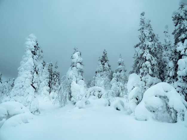 Soft focus Dramatic winter minimalistic northern background with trees plastered with snow against a dark snowy sky Arctic harsh nature Mystical fairy tale of the winter raven forest