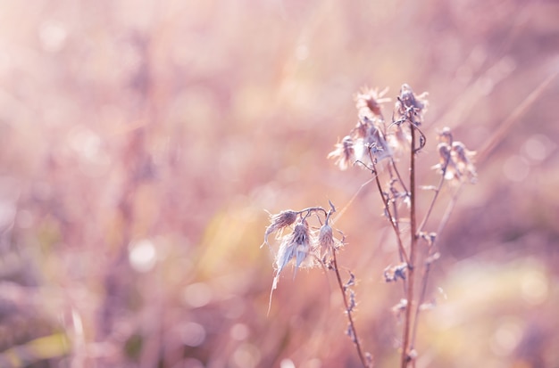 Soft focus of dry wild flower in the winter in pink tone dried flowers in winter forest