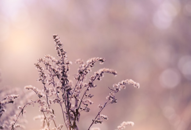 Soft focus of dry wild flower in the winter in purple tone dried flowers in winter forest