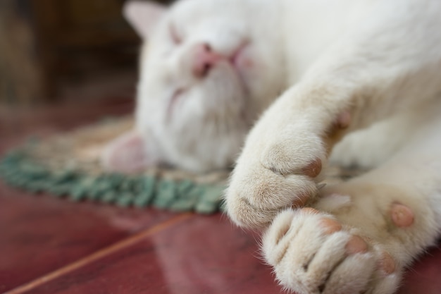 Soft focus Feet of cat.