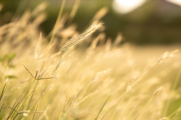 Soft focus field of grass yellows during sunset.