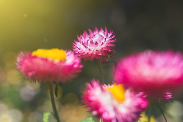 Soft focus flower background when sunrise in the morning