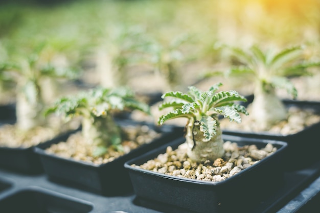 Soft focus Green Cactus close up Bunny Ears cactus or Opuntia Microdasys blur background