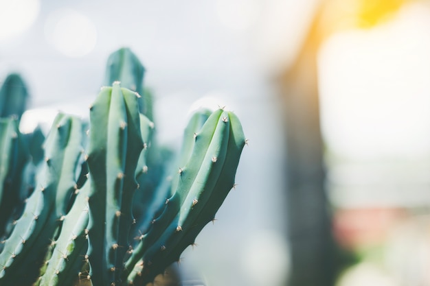 Soft focus Green Cactus close up Bunny Ears cactus or Opuntia Microdasys blur background