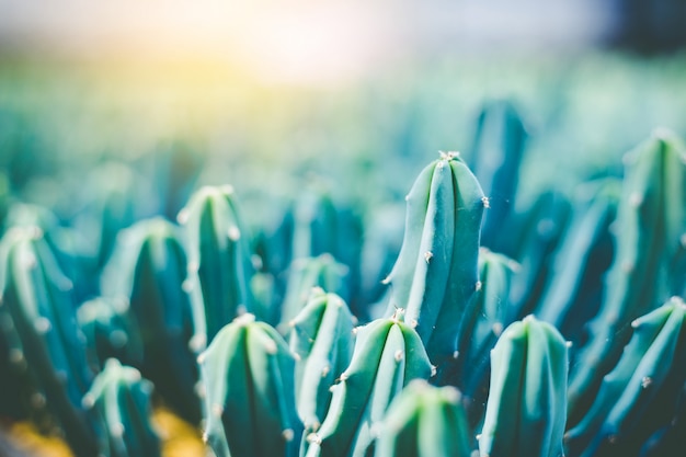 Soft focus Green Cactus close up Bunny Ears cactus or Opuntia Microdasys blur background