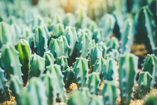 Soft focus Green Cactus close up Bunny Ears cactus or Opuntia Microdasys blur background