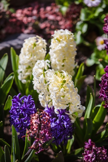 Soft focus image of hyacinth flowers blooming at springtime. Group of beautiful multicolored hyacinths