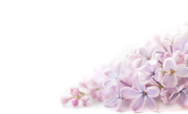 Soft focus image of lilac flowers on white background AI generated