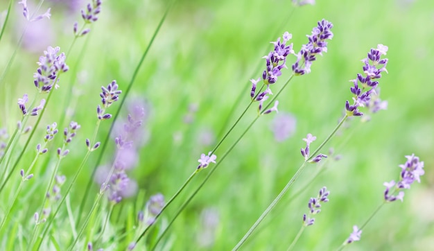 Soft focus on lavender buds in the summer garden