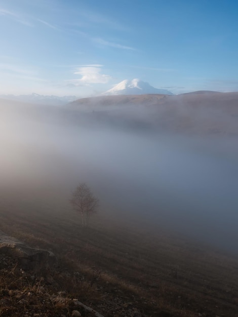 Soft focus Lonely autumn tree against foggy Elbrus mountain slope in sunrise Misty landscape in highland valley in morning time Awesome foggy scenery with one tree Vertical view