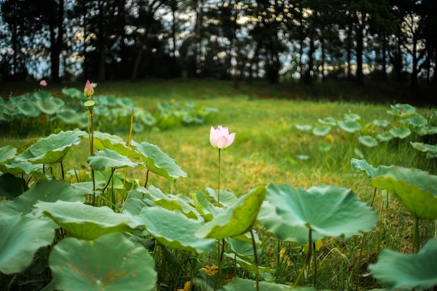 Soft focus lotus flowers