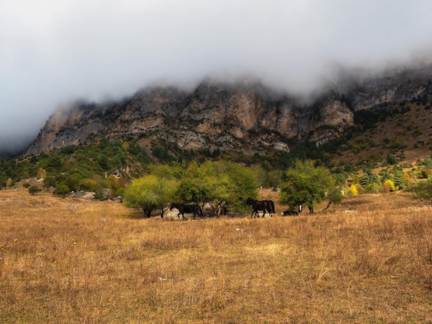 Soft focus Mountains in a dense fog and sunny slope Mystical landscape with beautiful sharp rocks in low clouds Beautiful mountain foggy scenery on abyss edge with sharp stones