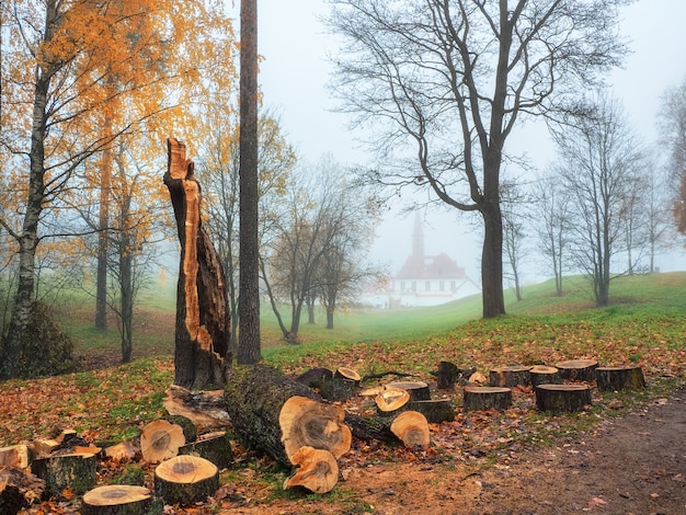 Soft focus. Old tree broken by the wind was sawn for disposal in the foggy autumn park. Cleaning of the park in autumn.