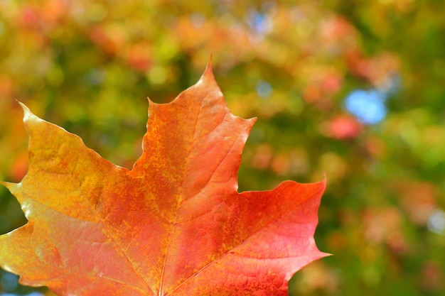 Soft focus of red maple leaf with blurred of colorful tree leaves 