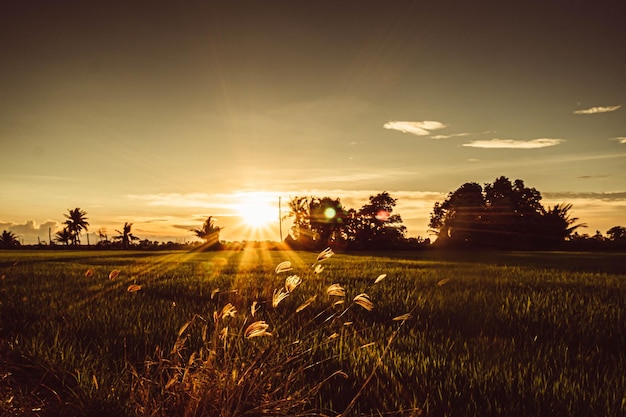 Soft focus Rice field and sky background at sunset time with sun rays