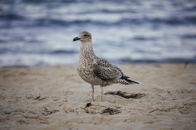 Soft focus of a seagull walking on a sandy beach