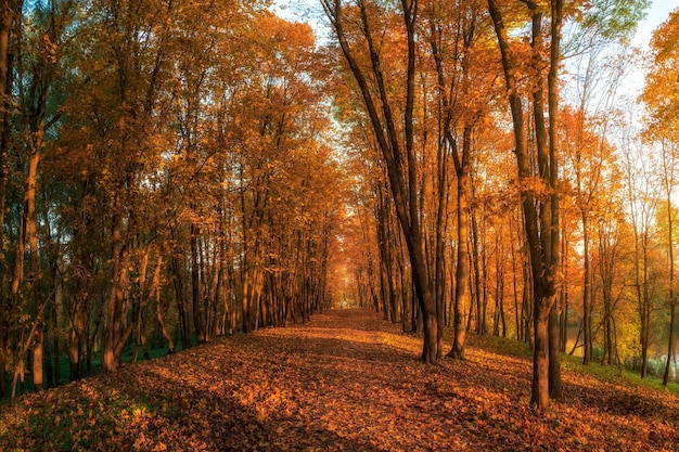 Soft focus Sunny alley with maples in the autumn park Autumn leaf fall A path in a sunny autumn park with falling leaves