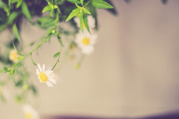 Soft focus of white daisy flowers plant and tree garden nature background decoration