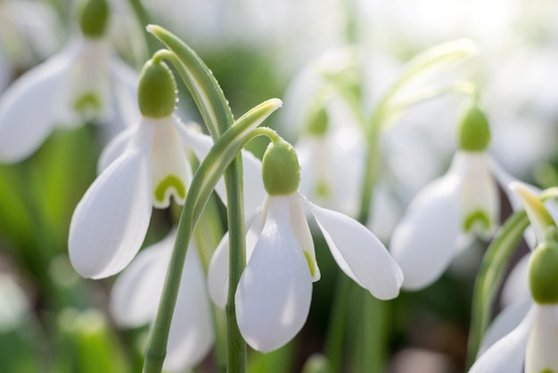 Soft focused macro snowdrops spring first oniony. Beautiful group of blooming white flowers