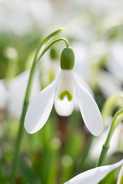 Soft focused macro snowdrops spring first oniony. Beautiful group of blooming white flowers