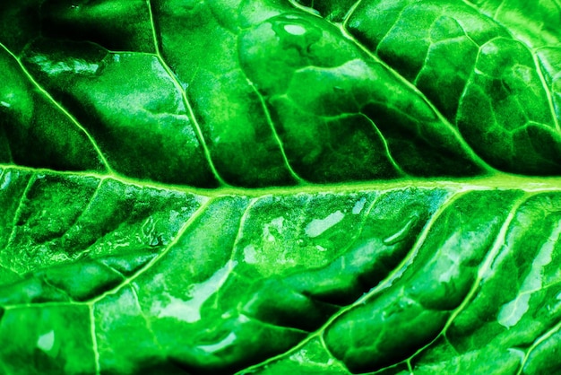 Soft focused Wet Green leaf close up Fresh leaves texture background Beautiful Natural Eco wallpaper Vegetarian food Vegetable and vitamins products Macro photo