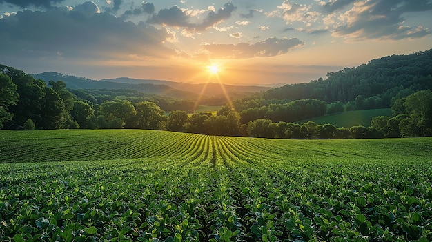 Soft Morning Light at Cute Plantation Sunrise