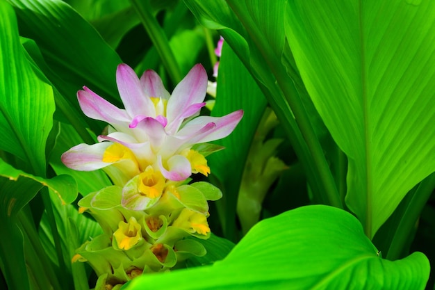 Soft pink flower blooming on green laeves background