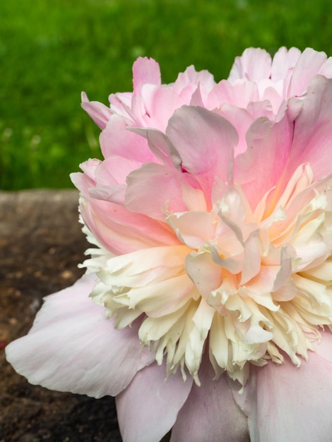 Soft pink peonie outdoor weding 8th march postcard