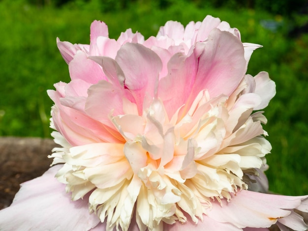 Soft pink peonie outdoor weding 8th march postcard