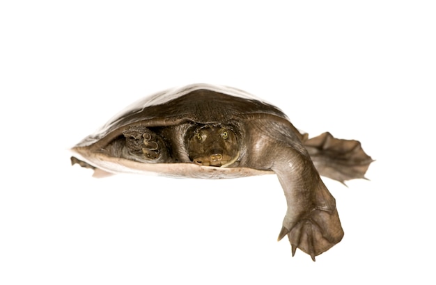 Soft-shell turtles  - Family: Trionychidae isolated