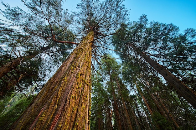 Soft sunlight hitting giant tree trunk of pine tree in forest