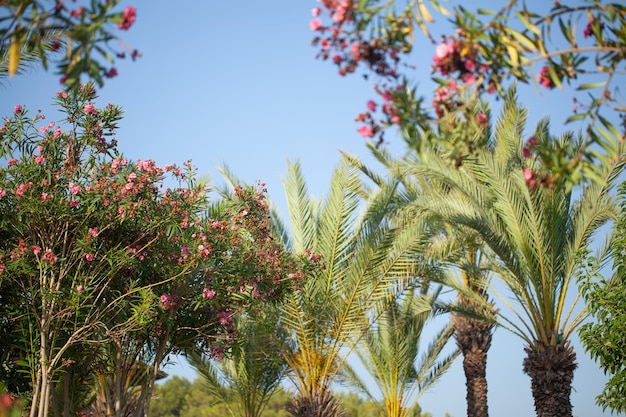 Soft sunny background beautiful palm trees and flowers rest by the sea in hot countries