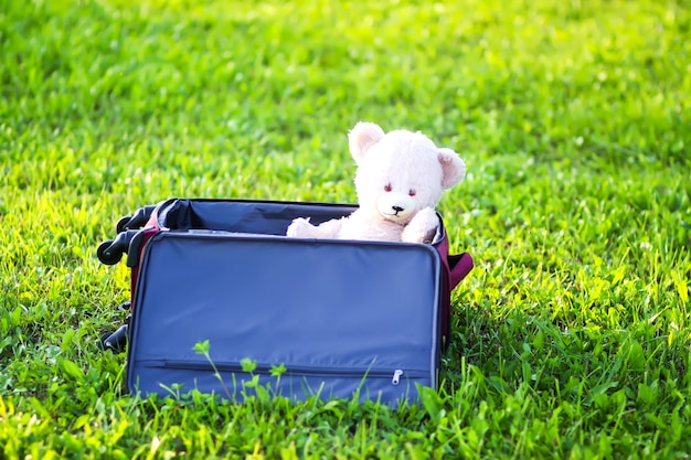 Soft toy bear in travel bag on green summer meadow.